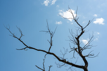 青空バックの枯れ木