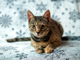 Tabby kitten five months old sits on the couch and looks, he is black-gray-orange, concept of pets