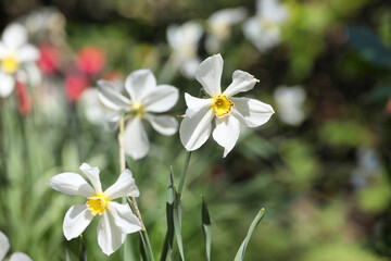 White and yellow miniature daffodils 'Poet&Otilde;s Narcissus' in flower
