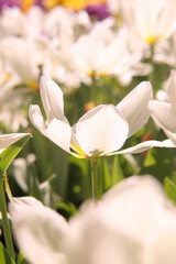 チューリップ 春 白い 花畑 花びら ホワイト 美しい きれい かわいい グリーン ガーデン