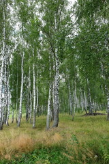 Summer landscape with birch trees
