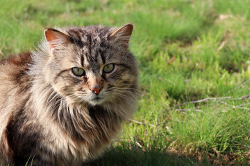 Naklejka na ściany i meble Portrait of a gray fluffy cat on green grass on the summer lawn. 