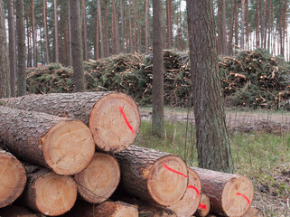 Forest fallen trees that lie in a heap, felling of trees began, concept of deforestation.