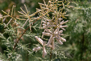 Tamarix sp pertenece a la familia Tamaricaceae