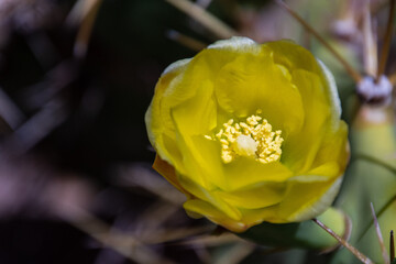 Fototapeta na wymiar Opuntia stricta en flor, pertenece a la familia Cactaceae