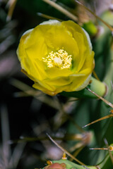 Opuntia stricta en flor, pertenece a la familia Cactaceae