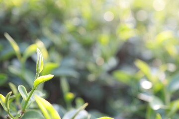 Green tea leaves in a tea plantation Closeup, Top of Green tea leaf in the morning