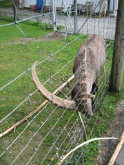  2009 - 10 - Pfaender - Pfaender 04 