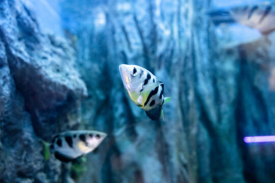 Common Archer Fish in aquarium. Freshwater fish