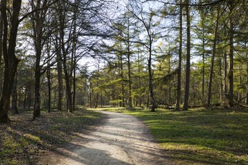 Horizontal landscape of a sandy path through the forest in spring. Park Kampina in Boxtel, Noord-Brabant on a sunny day.