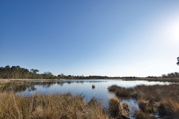 Natural horizontal landscape of national park Kampina in Boxtel, Noord-Brabant on a sunny day in spring. Fens with water, heather and grasses and trees on the horizon with a blue sky. With copy space.