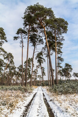 Obraz premium railway in the forest