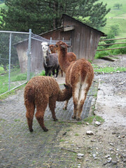  2010 - 06 - Kristallhoehle Kobelwald und Zoo Eichberg - Kristallhoehle Kobelwald und Zoo Eichberg...