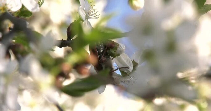 Maybug on a branch of a flowering fruit tree