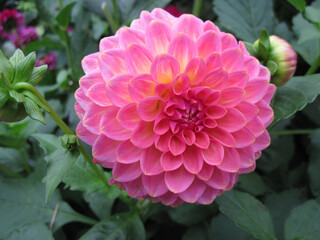 Obraz premium 2010 - 10 - Mainau - Mainau 18 