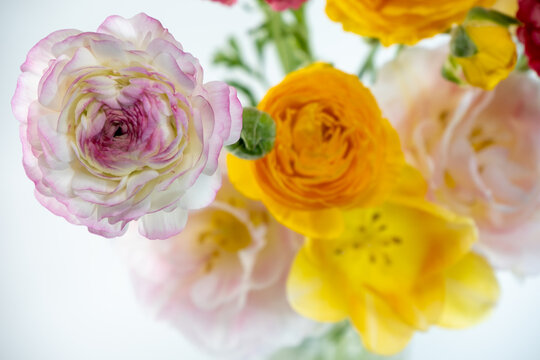 花金鳳花images Browse 95 Stock Photos Vectors And Video Adobe Stock 花金鳳花images Browse 95 Stock Photos Vectors And Video Adobe Stock