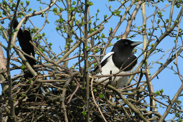 Elster  Vogel Pica Pica sitzt im Nest