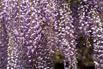 藤の花