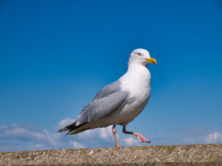 A single herring gull (larus argentatus) isolated against a blue sky on a sunny day. Taken at Maryport on the Solway Coast in north west Cumbria, England, UK