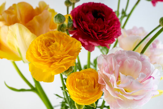 87 Best 花金鳳花images Stock Photos Vectors Adobe Stock