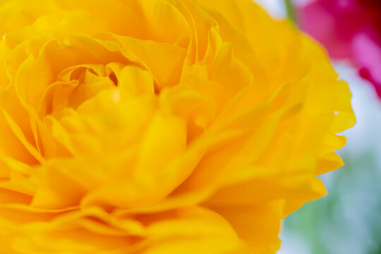 花金鳳花images Browse 95 Stock Photos Vectors And Video Adobe Stock 花金鳳花images Browse 95 Stock Photos Vectors And Video Adobe Stock