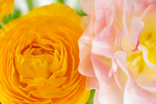 87 Best 花金鳳花images Stock Photos Vectors Adobe Stock 87 Best 花金鳳花images Stock Photos Vectors Adobe Stock
