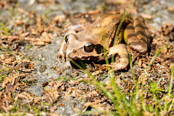 風景素材　静かに佇むヤマアカガエル