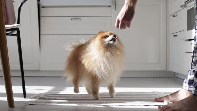 Owner is giving dog treats to a little hungry pomeranian puppy while training and teaching him to do tricks in the kitchen.