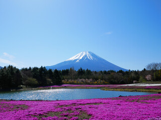 日本、山梨県、富士山と芝桜