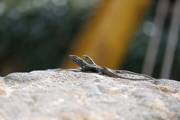Mauereidechse, Eidechse, Reptil
