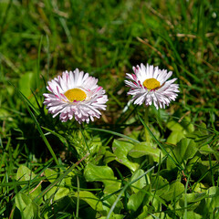 A spring flowering plant called daisy. Photos were taken in parks and squares of the city of Białystok in Podlasie, Poland.