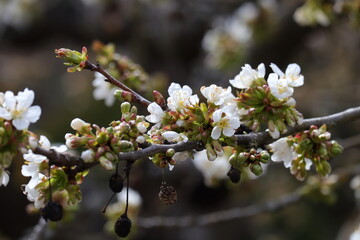 Kirschenblüte, Kirschbaum, Obstbaumblüte