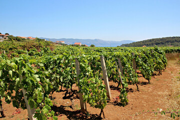 Fototapeta na wymiar Walking through the vineyards in Lumbardo on the Island of Korcula, Croatia