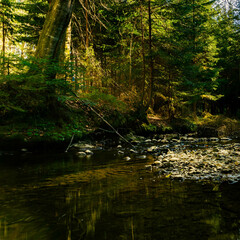 Obraz premium river in the forest