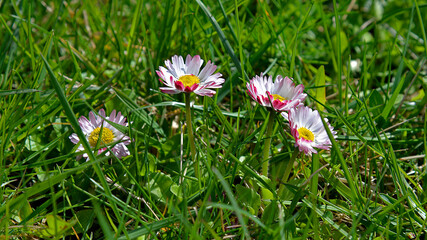 A spring flowering plant called daisy. Photos were taken in parks and squares of the city of Białystok in Podlasie, Poland.