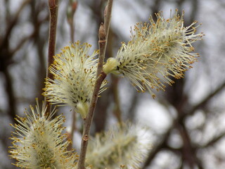 A warm spring day. Willow blooms with fluffy flowers.