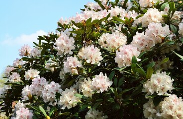 blühender Rhododendron