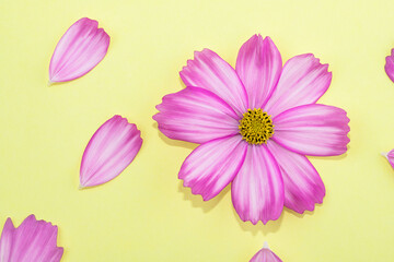 Creative minimal flat lay art composition. Pink flowers on a yellow background. Creative abstract background concept art.