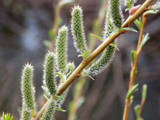 A warm spring day. The first tender leaves and flowers bloom on the branches of the trees.