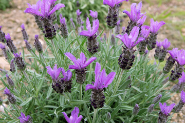 Topped lavender or lavandula stoechas bushy plant