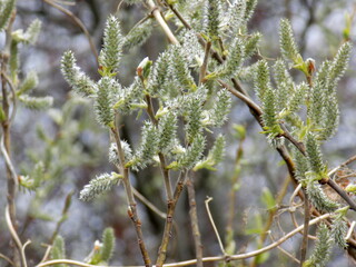 A warm spring day. The first tender leaves and flowers bloom on the branches of the trees.