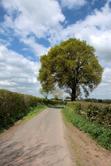 Summertime scenery around the country roads of England and Wales.
