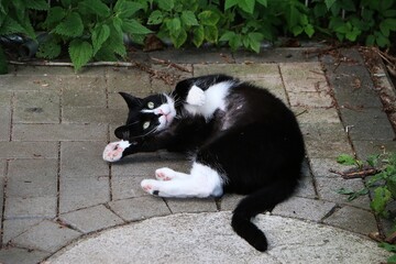 funny black and white cat is rolling on the terrace