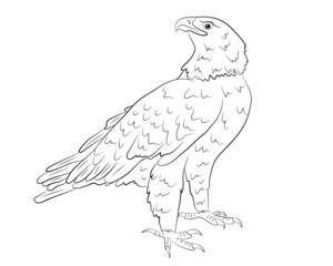 Cartoon  wild eagle isolated on a white background. Vector illustration.