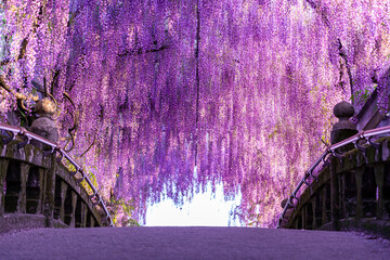 wisteria blooming over bridge, japan - obrazy, fototapety, plakaty