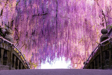 wisteria blooming over bridge, japan