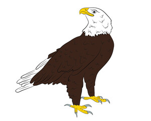 Cartoon  wild eagle isolated on a white background. Vector illustration.