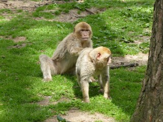  2014 - 06 - Mueritz - 15 - Malchow - Affenwald 29 