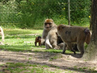  2014 - 06 - Mueritz - 15 - Malchow - Affenwald 38 