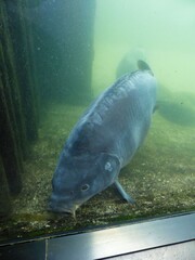  2014 - 06 - Mueritz - 17 - Waren - Mueritzeum 04 